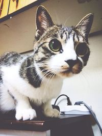 Close-up of a cat looking away at home