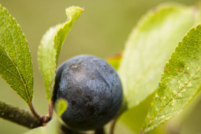 Close-up of fruit growing on plant