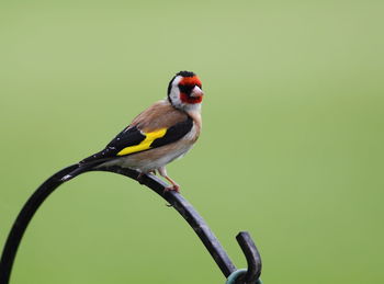 Close-up of bird perching on a branch