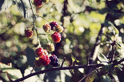 Close-up of berries growing on tree