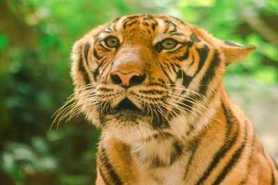 Close-up portrait of a tiger