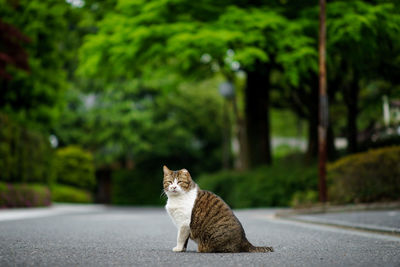 Cat sitting on road against trees