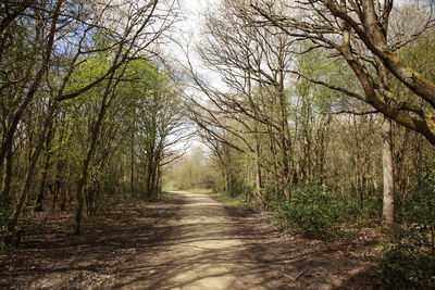 Road passing through forest