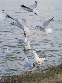 Seagulls flying over sea