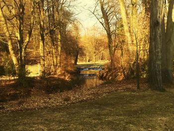 View of bare trees in water