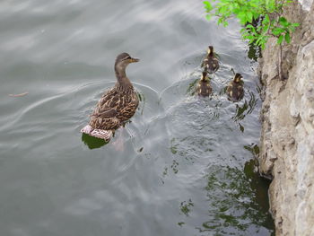 Birds swimming in a lake