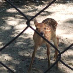 High angle view of deer on field