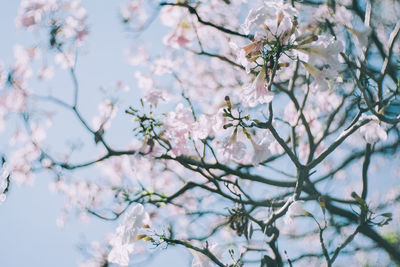 Apple blossoms in spring