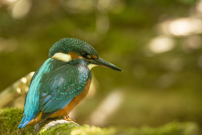 Close-up of bird perching on branch