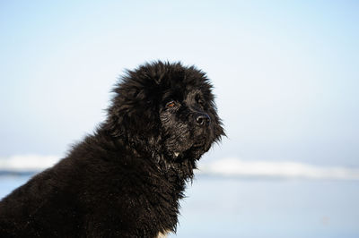 Newfoundland dog looking away at beach