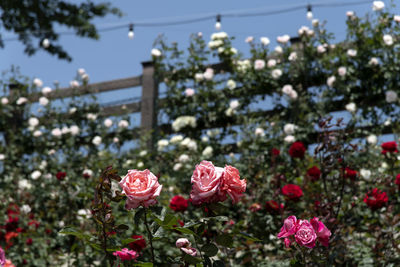 Close-up of pink roses