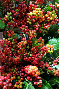 Close-up of fresh fruits and plants