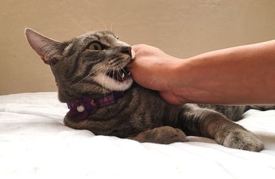 Close-up of kitten biting hand