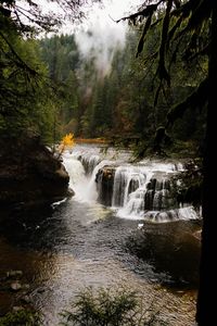 Scenic view of waterfall in forest