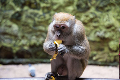 Monkey eating food