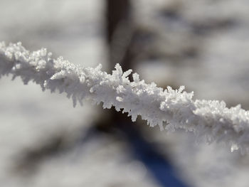 Close-up of frozen plant