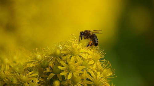 Close-up of bee pollinating on flower