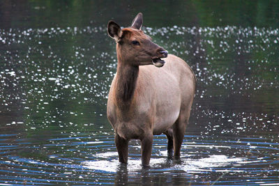 Closeup of a female elk standing in water.