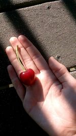 Close-up of hand holding tomato