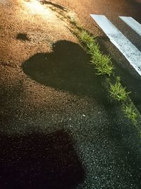 High angle view of plants by street in city