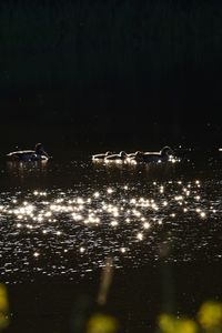 View of birds in lake at night