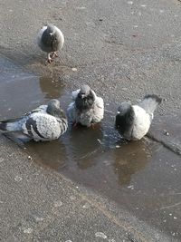 High angle view of ducks in lake