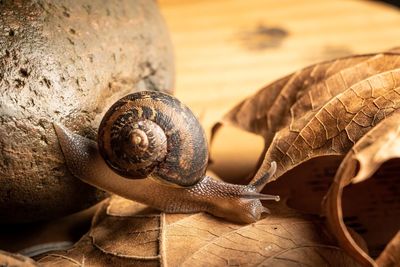 Close-up of snail 