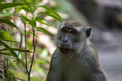 Close-up of monkey looking away