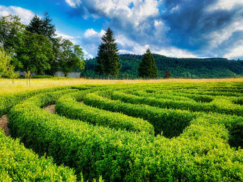 Scenic view of agricultural field against sky