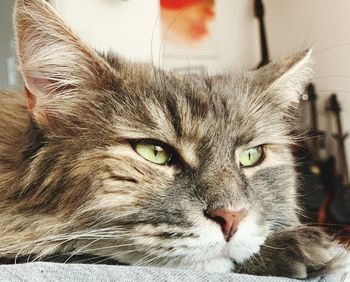 Close-up portrait of a cat