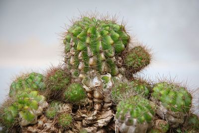 Close-up of prickly pear cactus