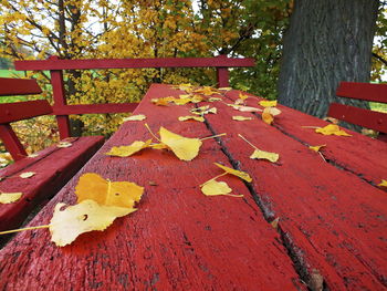 Autumn leaves on bench by tree