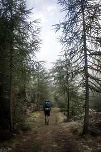 Rear view of man walking on footpath in forest