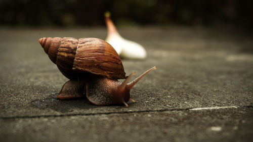 Close-up of snail