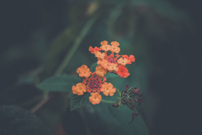 Close-up of orange flowering plant