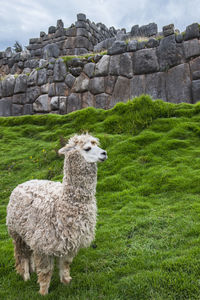 Alpaca at the old inca site of sacsayhuaman above cusco / peru