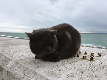 High angle view of a cat on beach