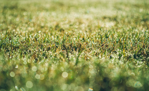 Full frame shot of plants on field