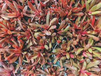 Full frame shot of red flowers