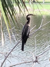 Bird perching on a lake