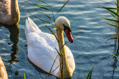 Swan swimming in lake