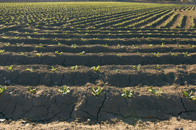 Full frame shot of agricultural field