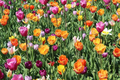 Close-up of fresh purple tulips in field