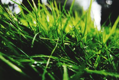 Close-up of grass growing in field