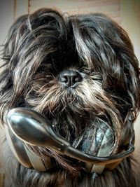 Close-up portrait of a dog