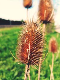 Close-up of wilted plant on field