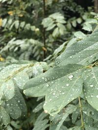 Close-up of wet plant leaves during rainy season