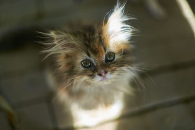 High angle portrait of kitten at home