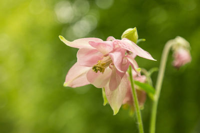 Close-up of pink flowering plant