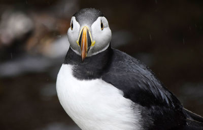 Close-up portrait of bird